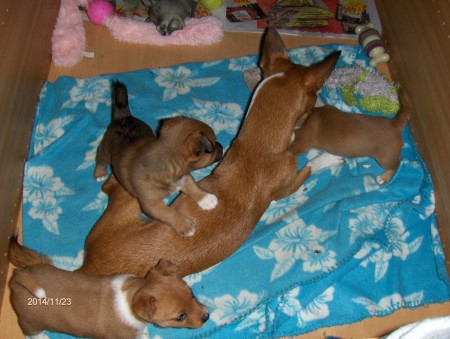 Valparna med mamma Charlie