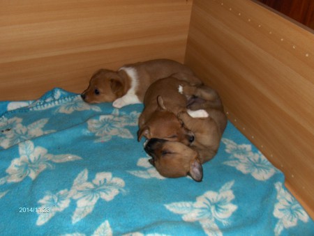 Fr.v. Astrid, Agnes och Amanda