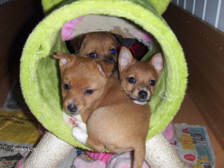 Astrid, Agnes och Amanda 